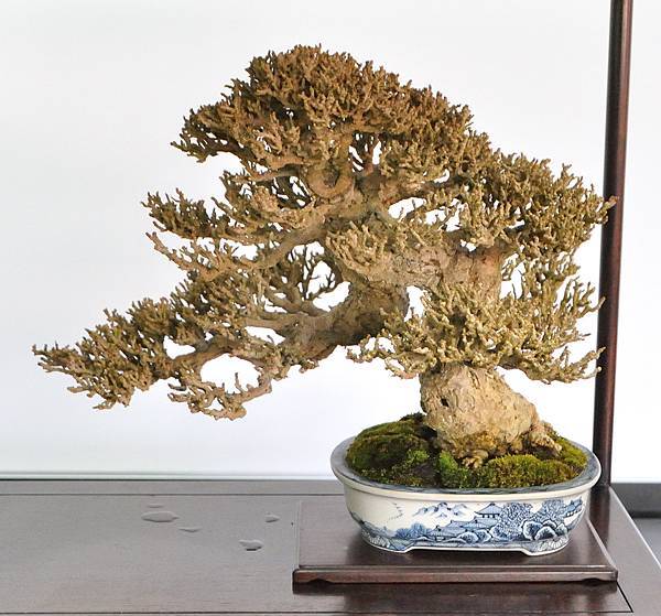 2024雅風展_122.JPG