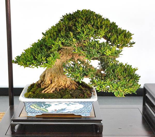 2024雅風展_123.JPG