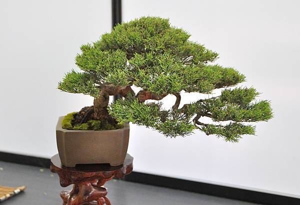 2024雅風展_124.JPG