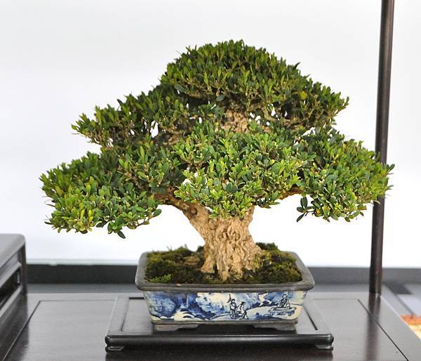 2024雅風展_132.JPG