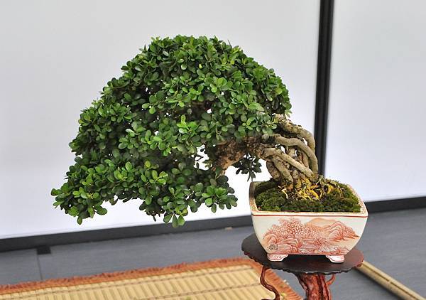 2024雅風展_133.JPG