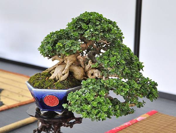 2024雅風展_142.JPG