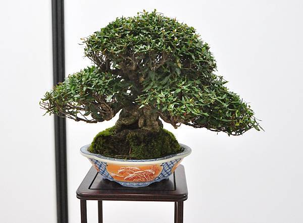 2024雅風展_157.JPG