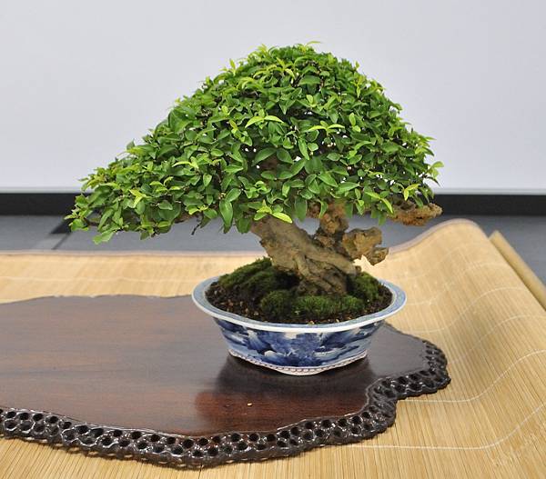 2024雅風展_158.JPG