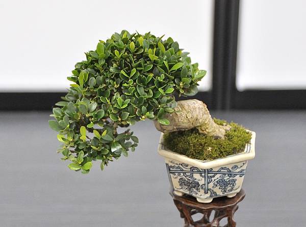 2024雅風展_161.JPG