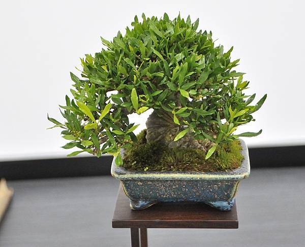 2024雅風展_165.JPG