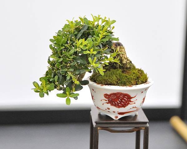 2024雅風展_171.JPG