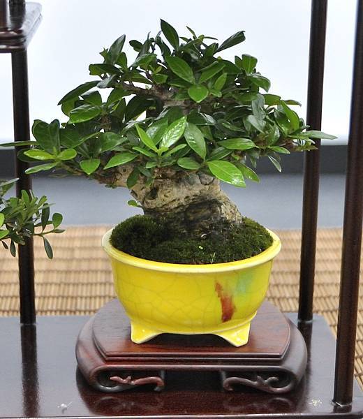 2024雅風展_176.JPG