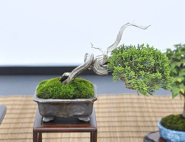 2024雅風展_180.JPG
