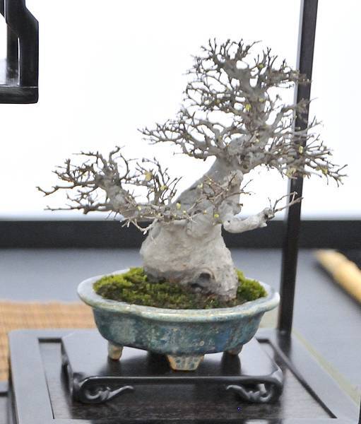 2024雅風展_196.JPG