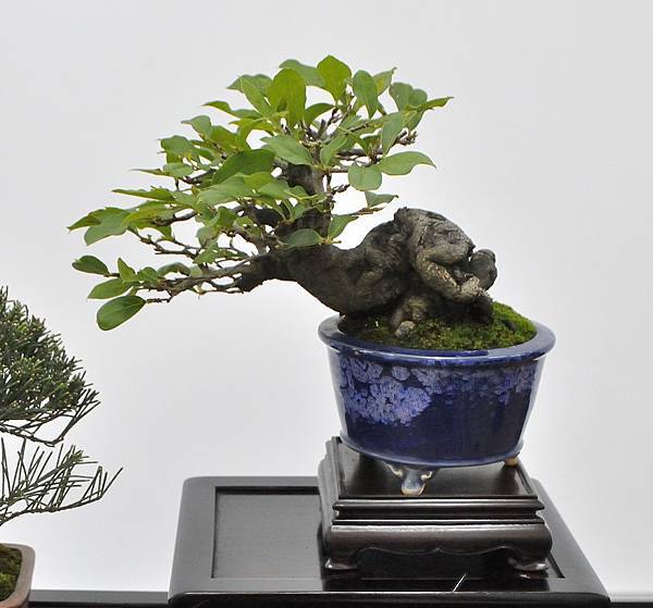 2024雅風展_194.JPG
