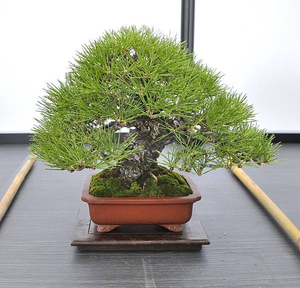 2024雅風展_212.JPG