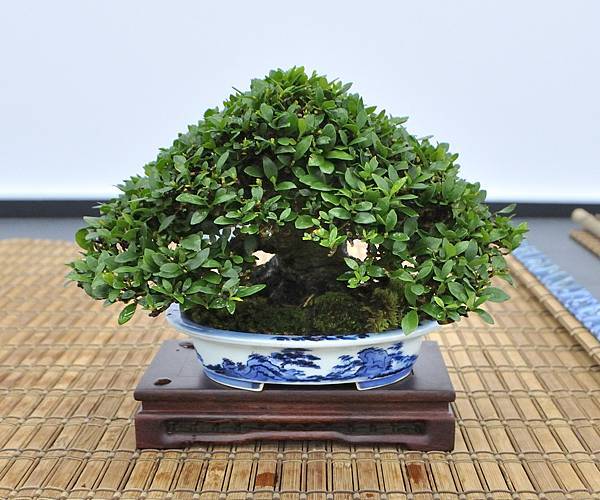 2024雅風展_209.JPG