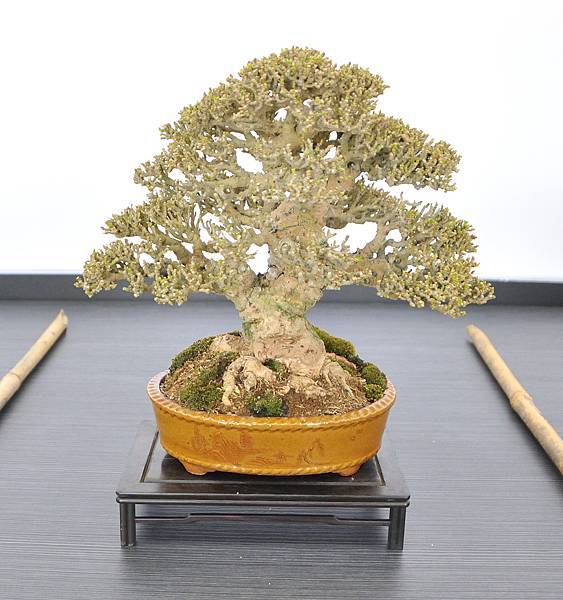 2024雅風展_216.JPG