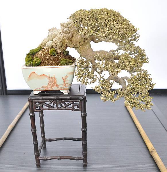 2024雅風展_214.JPG