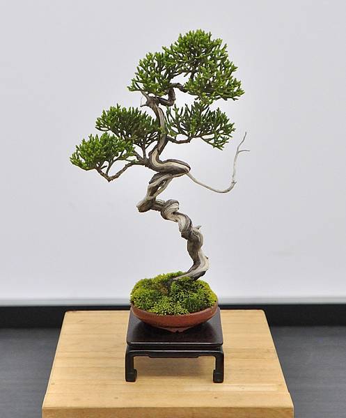 2024雅風展_225.JPG