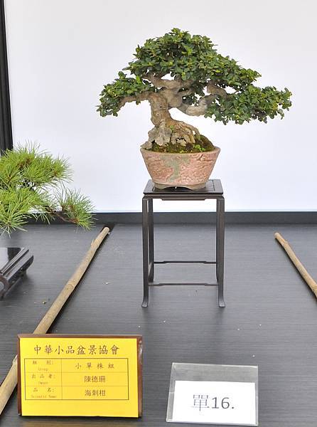 2024雅風展_236.JPG