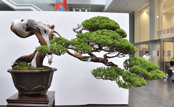 2024台中樹石展_6.JPG