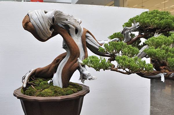 2024台中樹石展_8.JPG