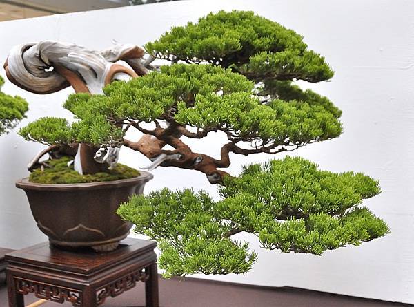 2024台中樹石展_10.JPG