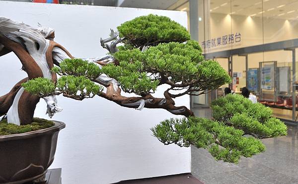 2024台中樹石展_9.JPG