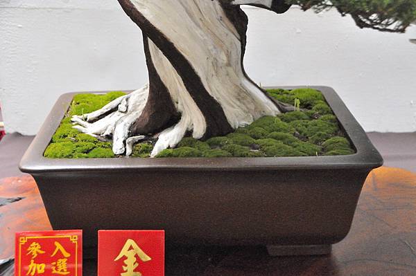 2024台中樹石展_17.JPG