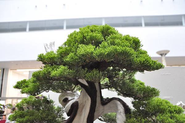 2024台中樹石展_21.JPG