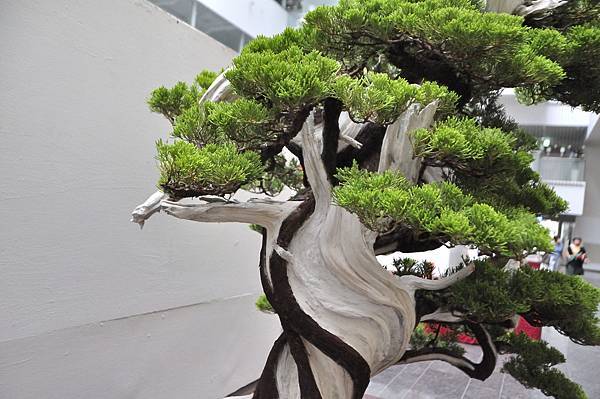 2024台中樹石展_26.JPG
