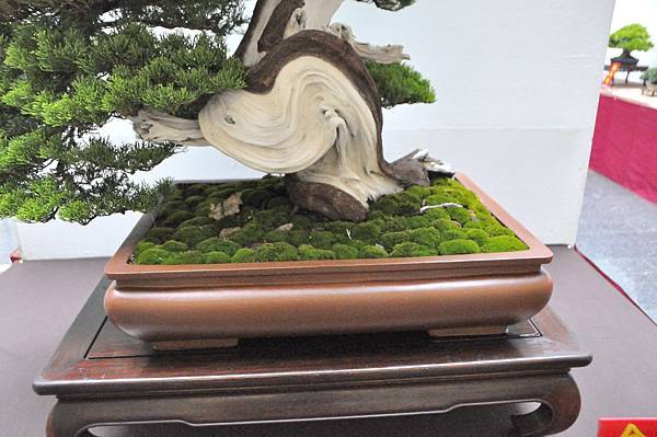 2024台中樹石展_30.JPG