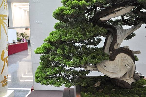 2024台中樹石展_32.JPG