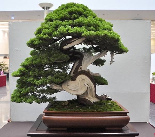 2024台中樹石展_35.JPG