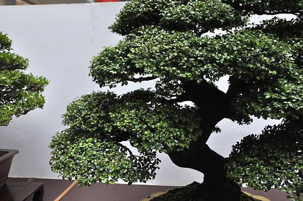 2024台中樹石展_40.JPG