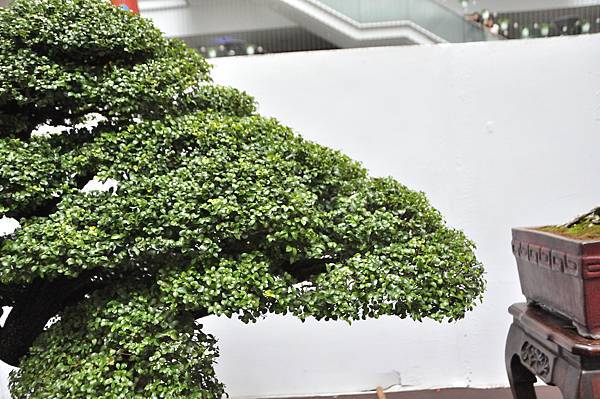 2024台中樹石展_43.JPG