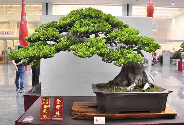 2024台中樹石展_49.JPG