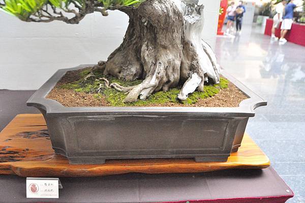 2024台中樹石展_50.JPG