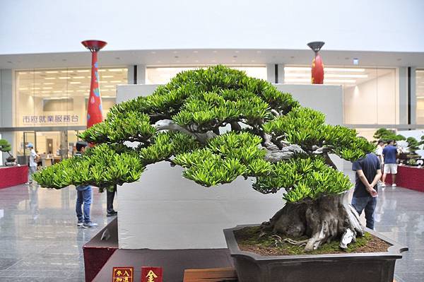 2024台中樹石展_51.JPG