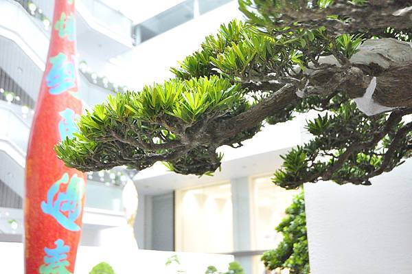 2024台中樹石展_56.JPG