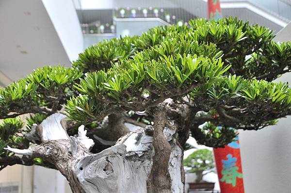 2024台中樹石展_59.JPG