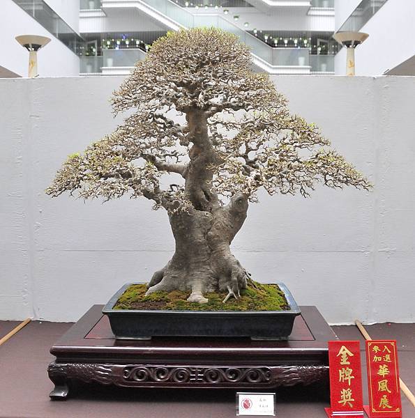 2024台中樹石展_61.JPG