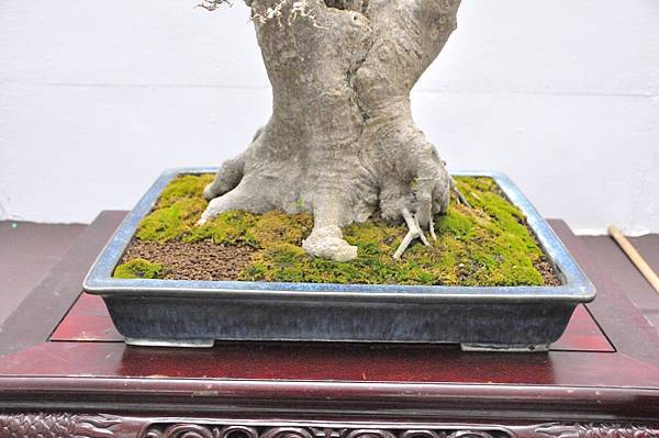 2024台中樹石展_62.JPG