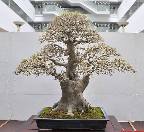 2024台中樹石展_67.JPG