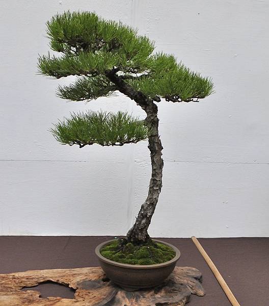 2024台中樹石展_69.JPG