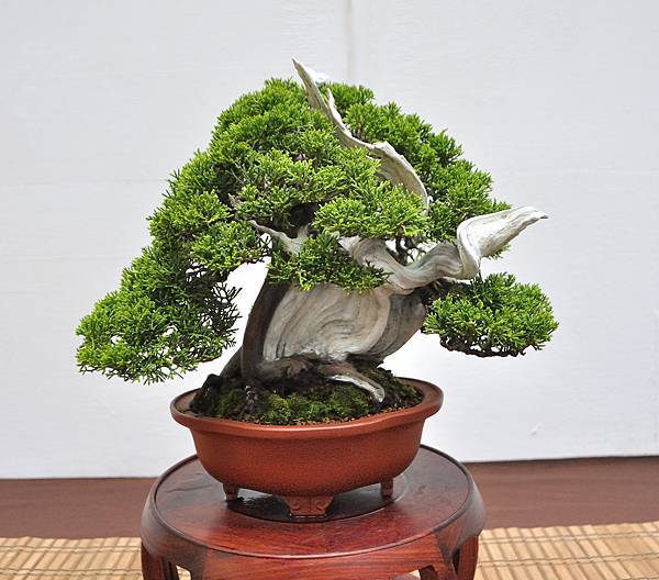 2024台中樹石展_75.JPG