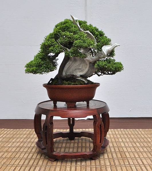 2024台中樹石展_76.JPG