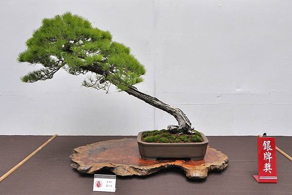 2024台中樹石展_81.JPG