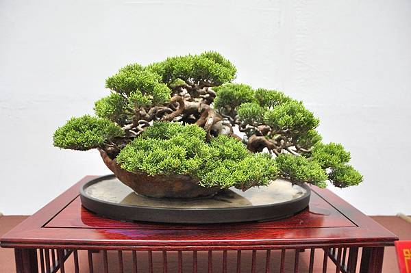 2024台中樹石展_78.JPG