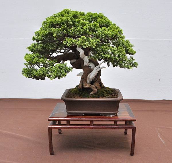 2024台中樹石展_83.JPG