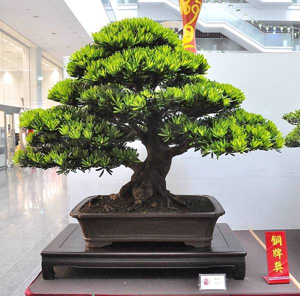 2024台中樹石展_96.JPG