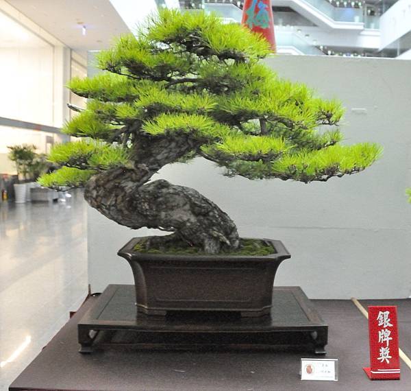 2024台中樹石展_95.JPG