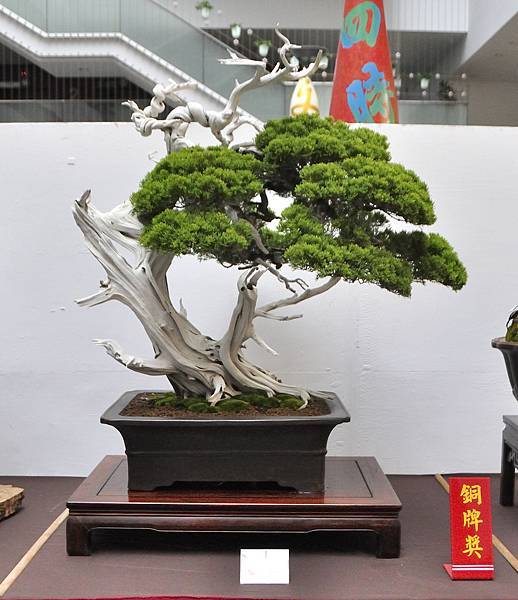 2024台中樹石展_97.JPG